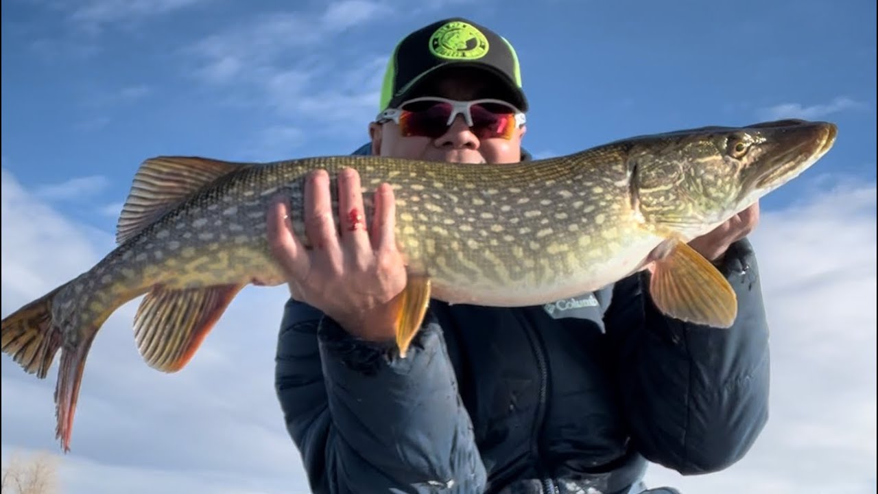 Pike ice fishing Alberta 