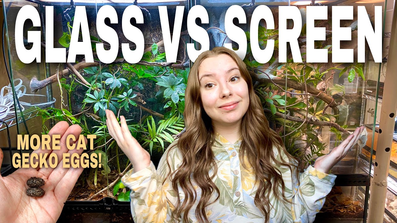 I Setup Two BIOACTIVE Chameleon Enclosures! (Can Chameleons Live In Glass?)