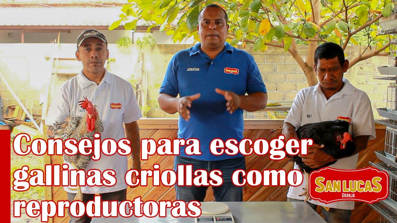 Así debes escoger gallinas criollas como reproductoras | Granja San Lucas