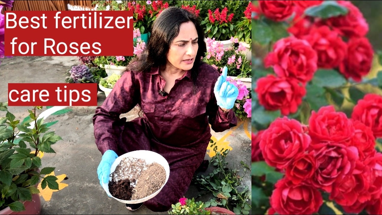 Best fertilizer for Rose plant. | Important work for february month |  All about rose plant