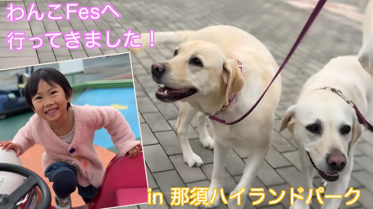 わんこFes2024那須ハイランドパークへ行ってきました！🐾04:06〜前夜のお風呂攻防戦ゴンvsママ