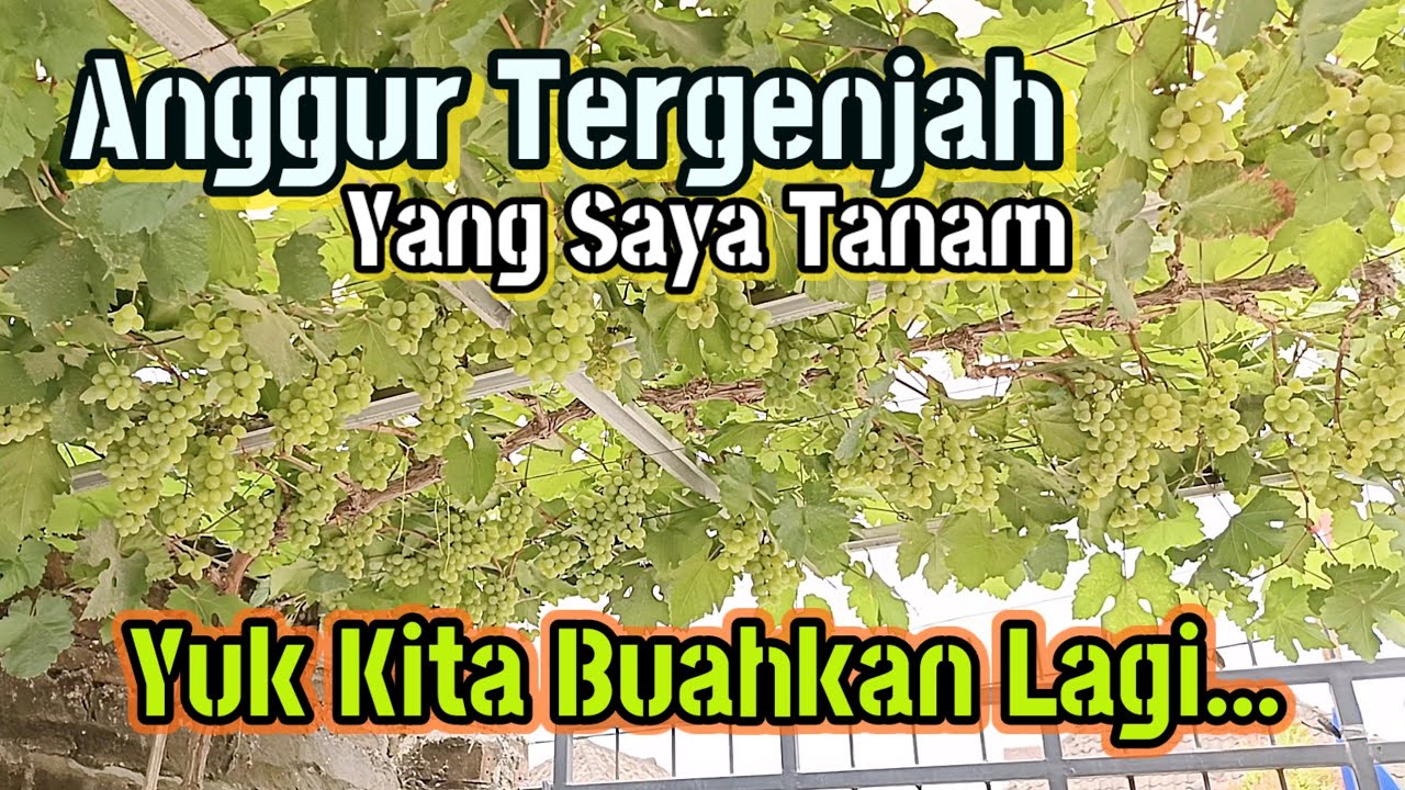 GENJAH nya luar biasa,Sangat mudah membuahkan anggur ini bagi pemula sekalipun