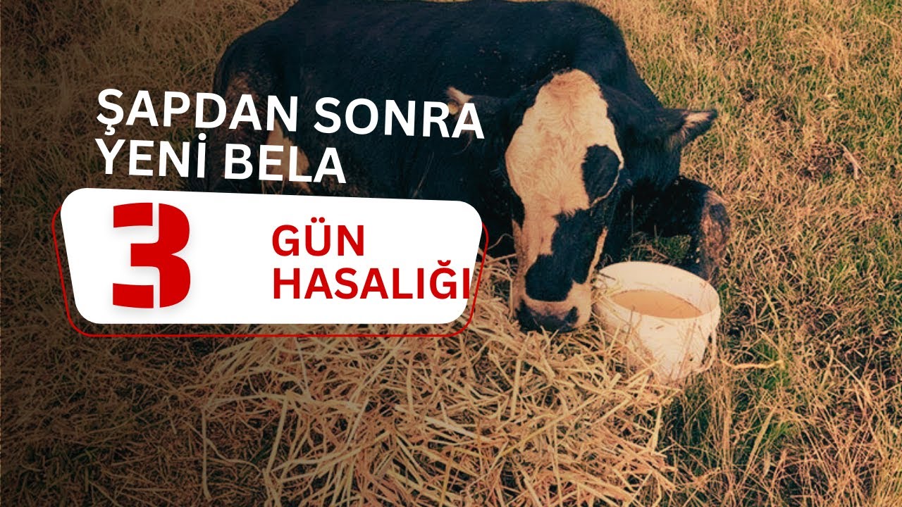 ŞİMDİDE 3  GÜN HASTALIĞI 