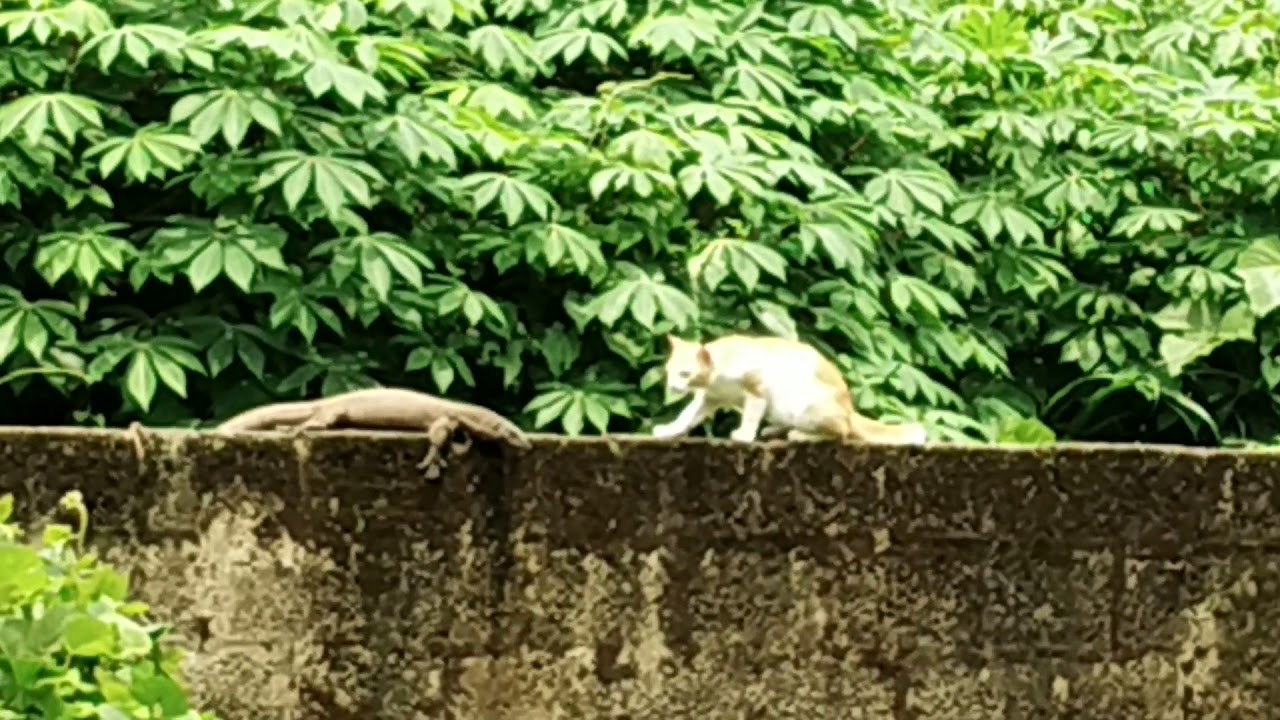 Udumbu (Monitor lizard) vs cat