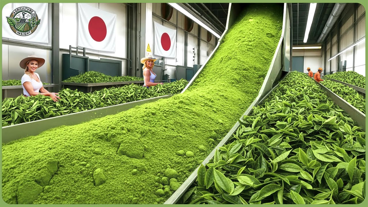 Inside the World&rsquo;s Most Expensive Matcha Powder Processing &ndash; How Japanese Matcha Is Made