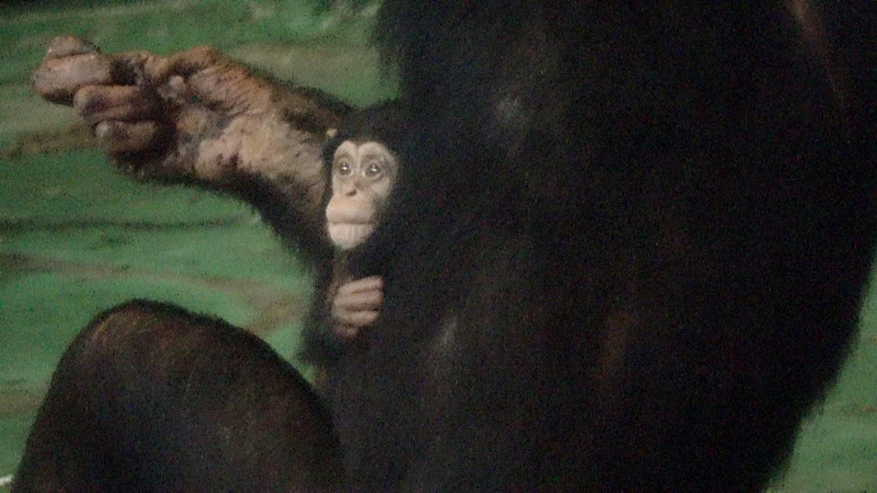 5-⑤MAMA, NEVER LET ME GO/Haruki and tiny lovely baby 奇跡のあかちゃん Chimpanzee Asahiyma Zoo