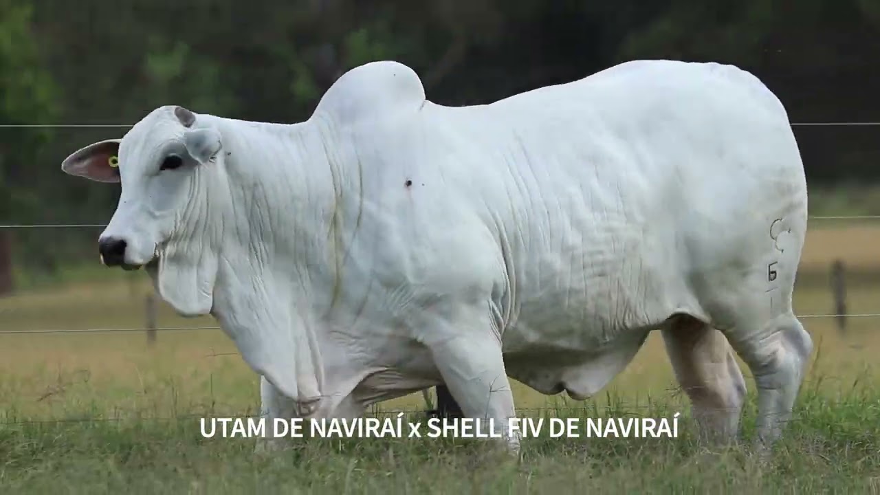 Progênie: Utam de Naviraí  x Shell FIV de Naviraí