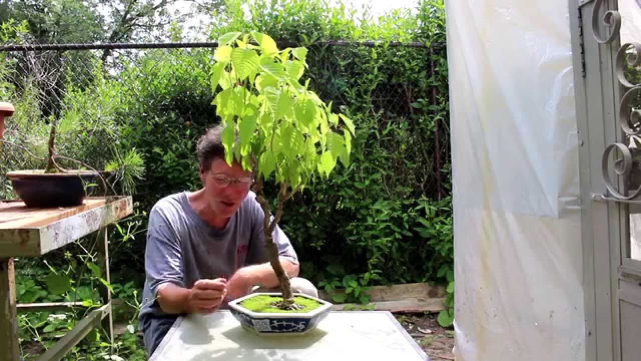 Poinsettia Bonsai, June 2014