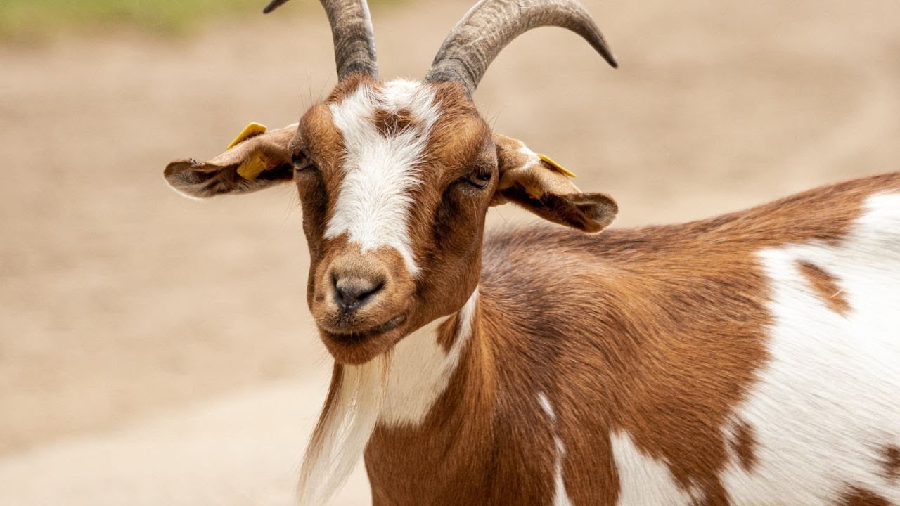 The Versatile Goat 🐐 | A Closer Look at Capra aegagrus hircus