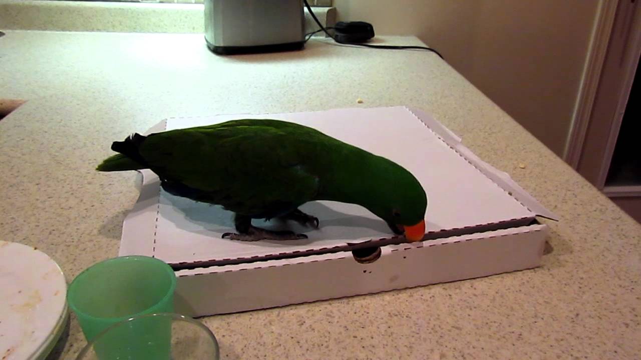 Pizza Time for Toby