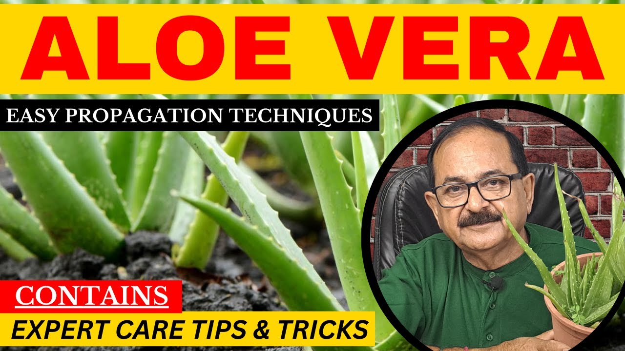 How To Propagate Aloe Vera: Easy Method I Aloe Vera Plant Kaise Lagaye I Aloe Vera Plant Care