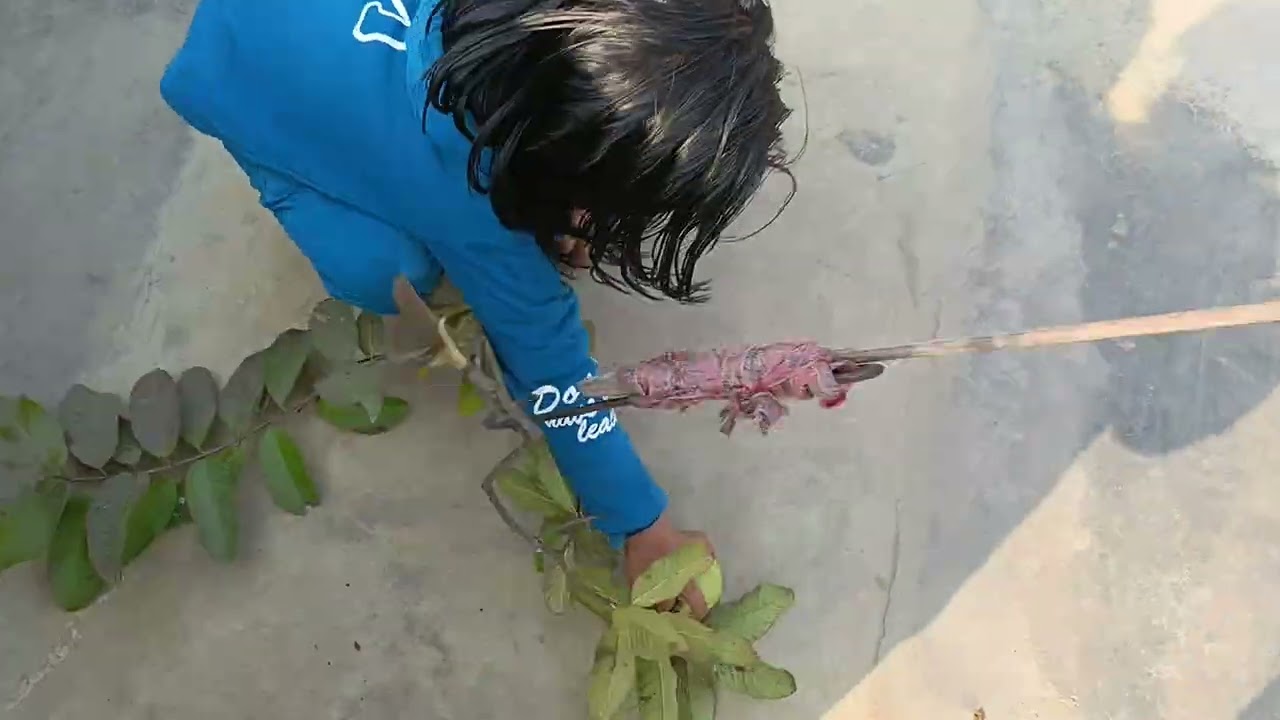 अमरूद देखे कैसे तोड़ा जा रहा है एकदम टूट पड़ा है सब अमरुद पर