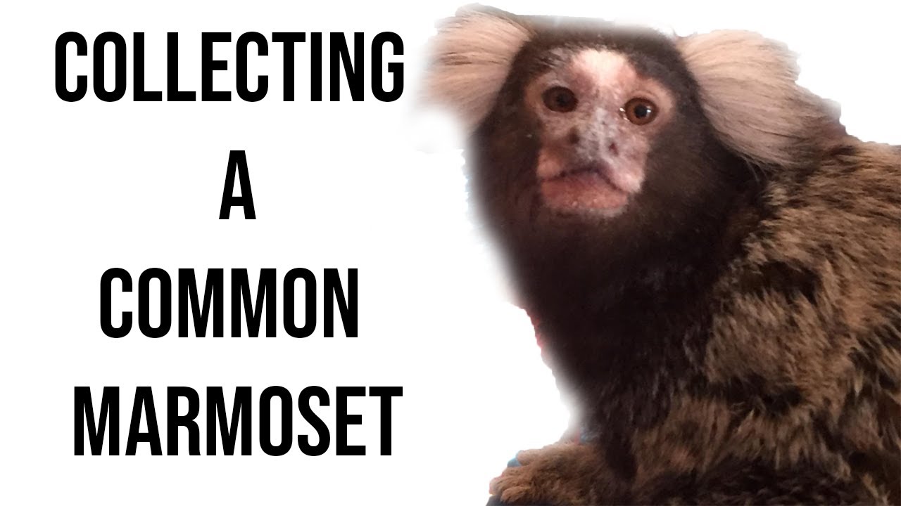 Collecting a Common Marmoset Monkey! - Very Exciting!