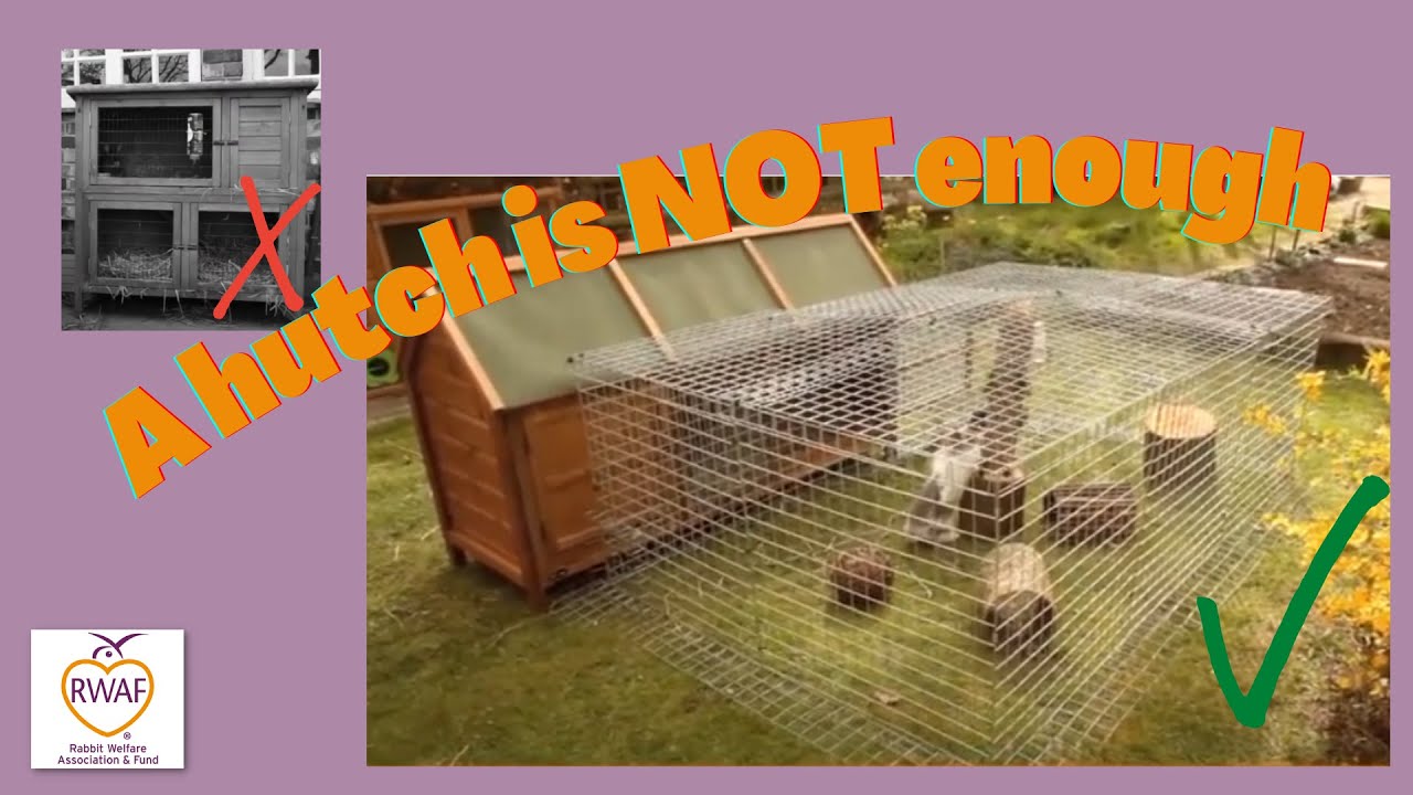 RWAF (Rabbit Welfare Association and Fund) Campaign: A hutch is not enough