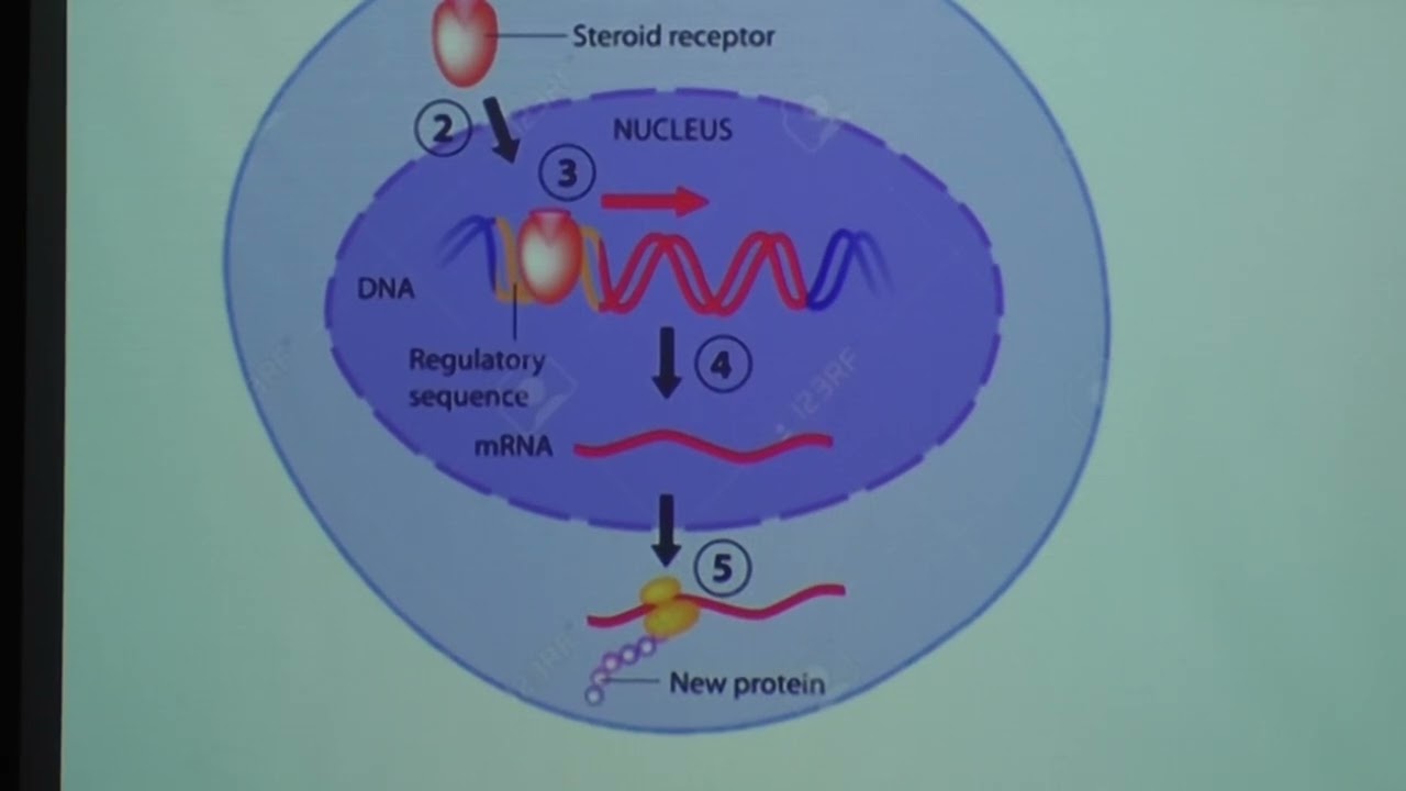 Bioquímica de las Hormonas