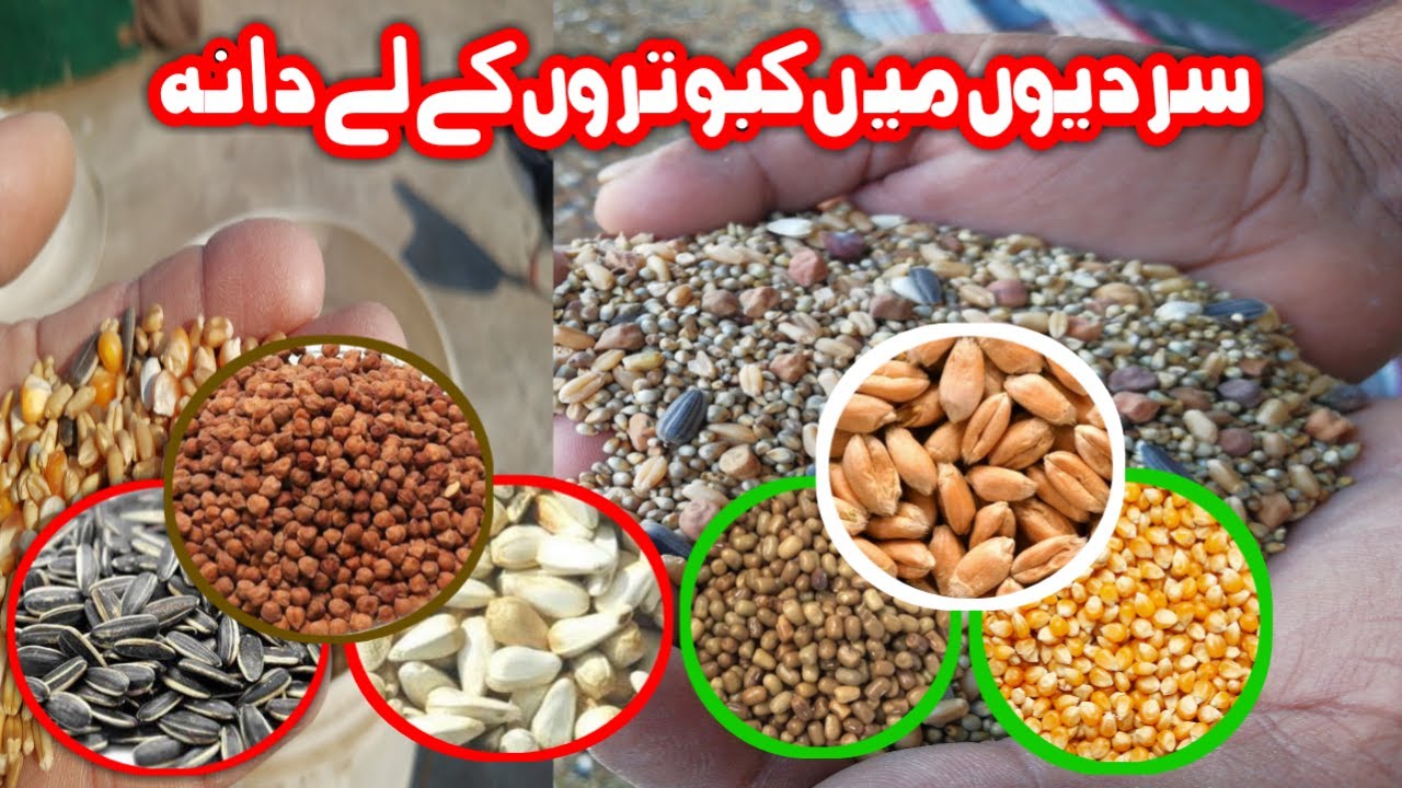 Winter Food For Pigeon Serdiyon Mein Kabootar Ka Dana (urdu/hindi)