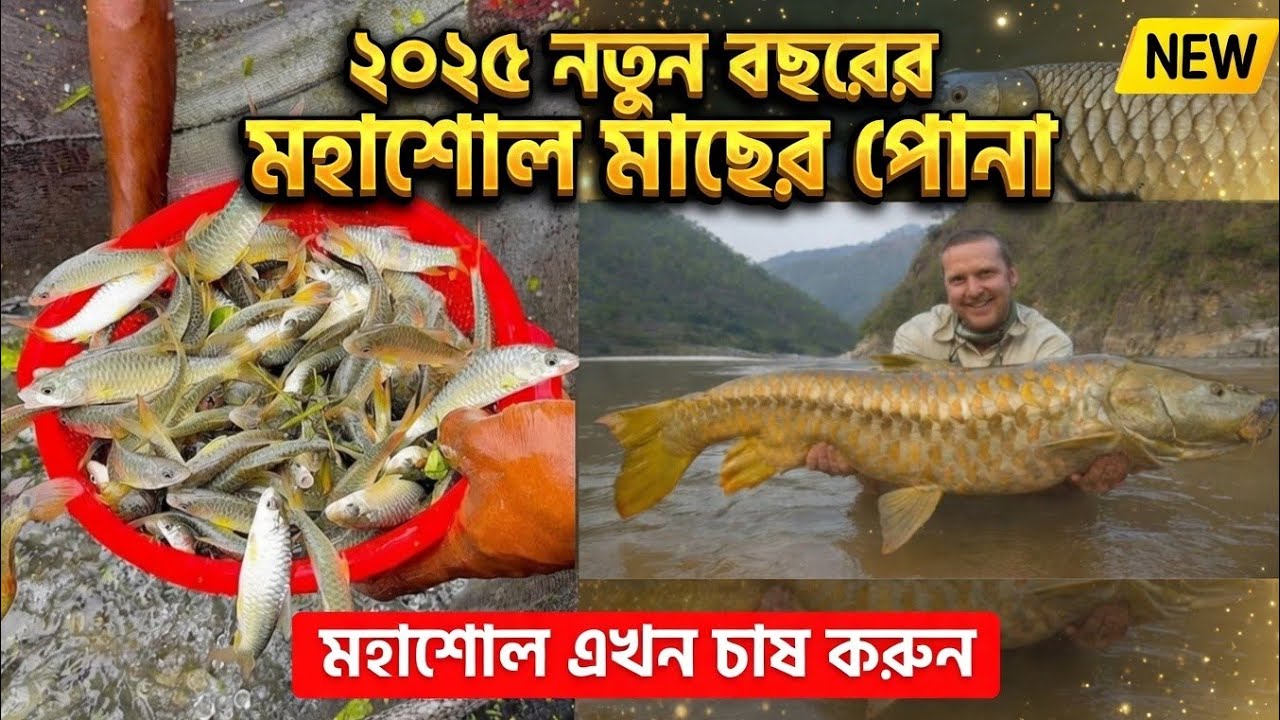 লাভজনক মহাশোল মাছ চাষ করুন | 01945757200 | মহাশোল মাছের পোনা কোথায় পাওয়া যায়| মহাশোল মাছের দাম 