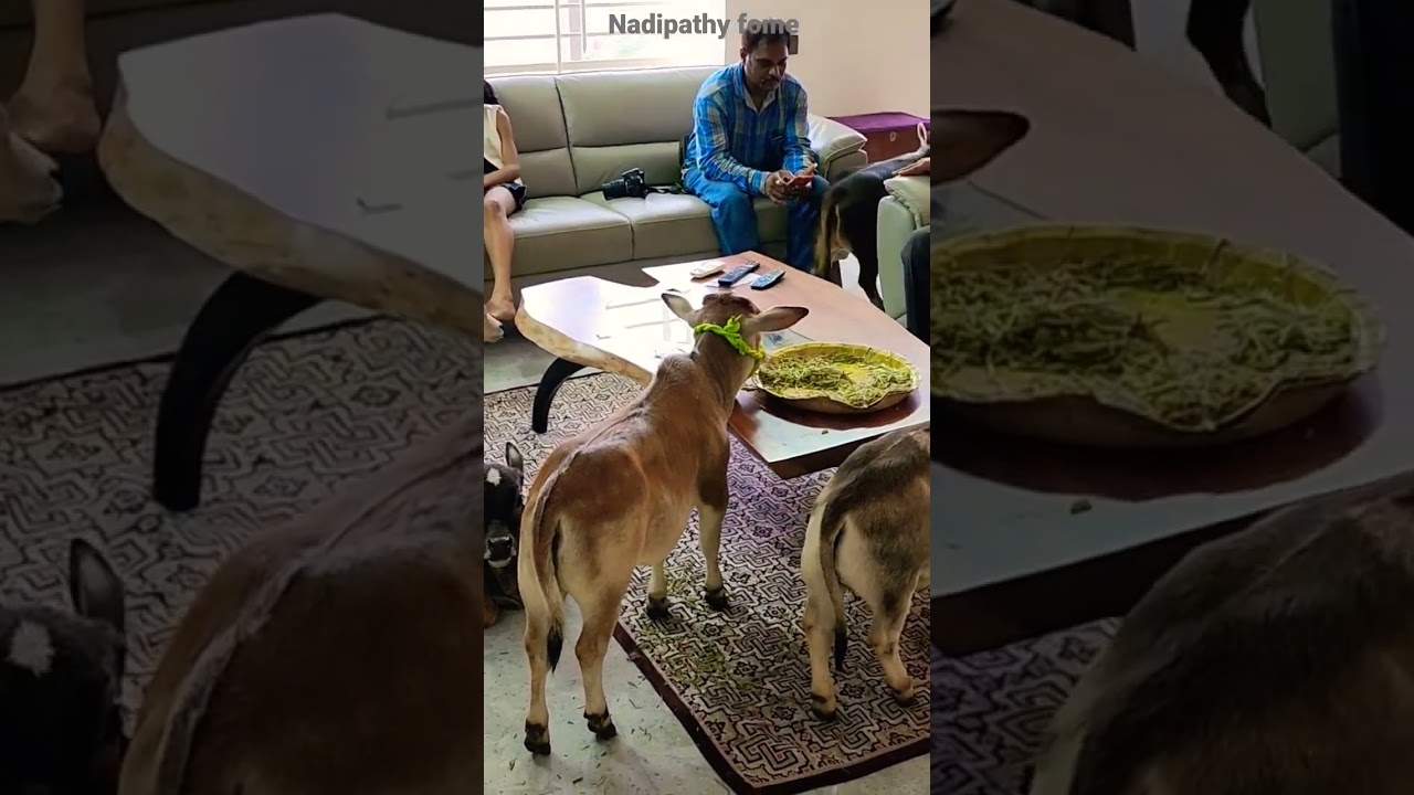 miniature cows #Punganuru Cow's #ancient Indian Smallest Brahman Breed Cows
