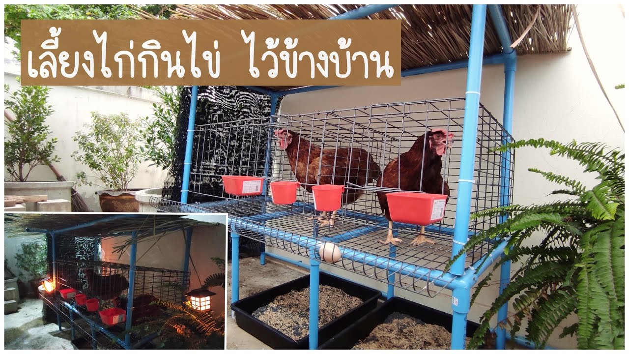 เลี้ยงไก่ไข่ข้างบ้าน เก็บไข่กิน หลีกเลี่ยงออกนอกบ้านจากโควิด19
