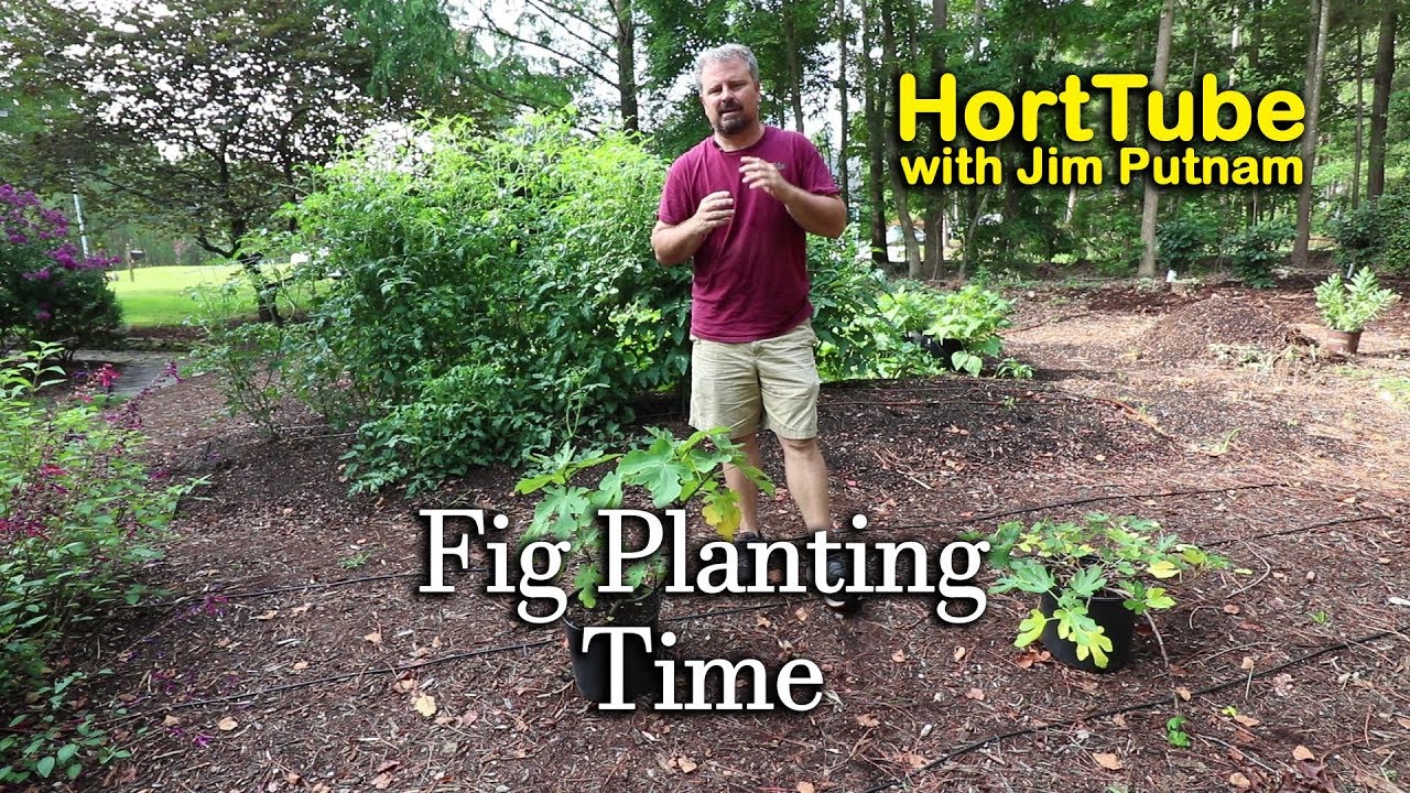 Planting Fig Trees