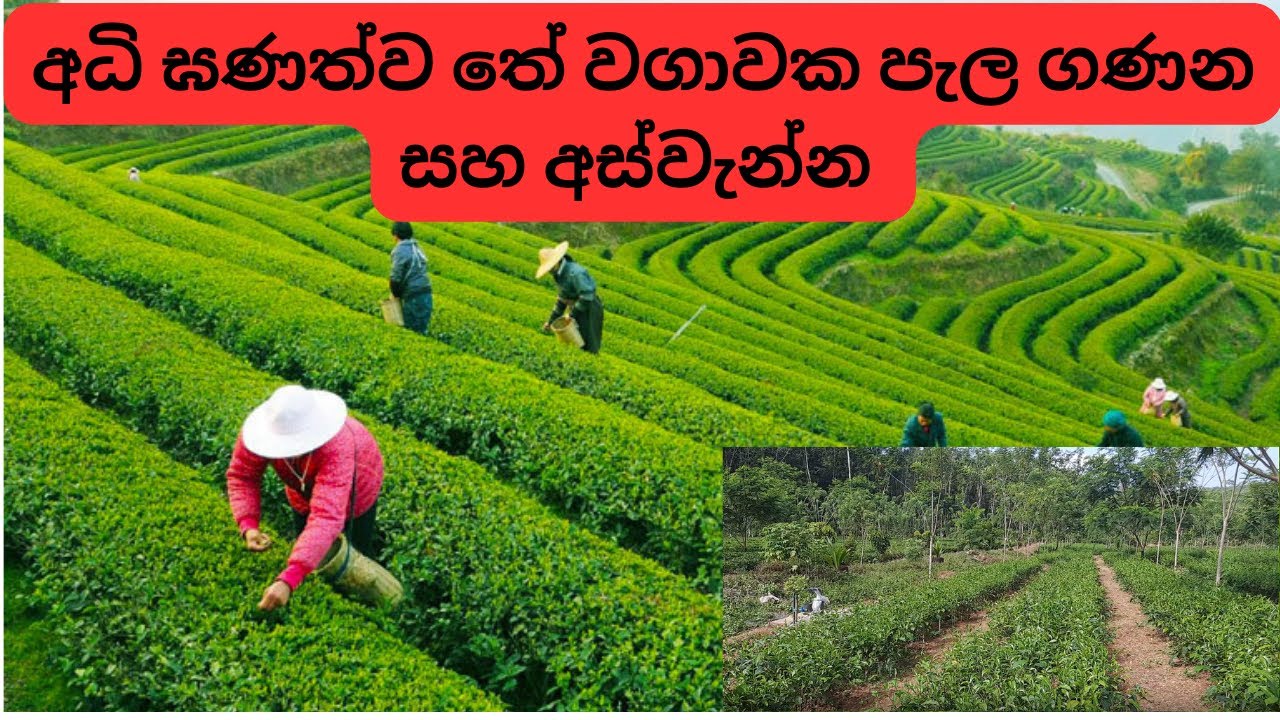 අධි ඝණත්ව තේ වගාවක පැල ගණන සහ අස්වැන්න | Numbers of Tea plants for high density tea planting 
