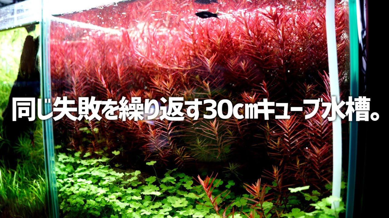 この水槽いる？全く反省が活かされてない30㎝キューブ水槽。