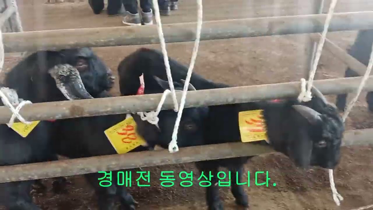 1월27일 화순염소경매장 2마리구매/경매전 동영상.