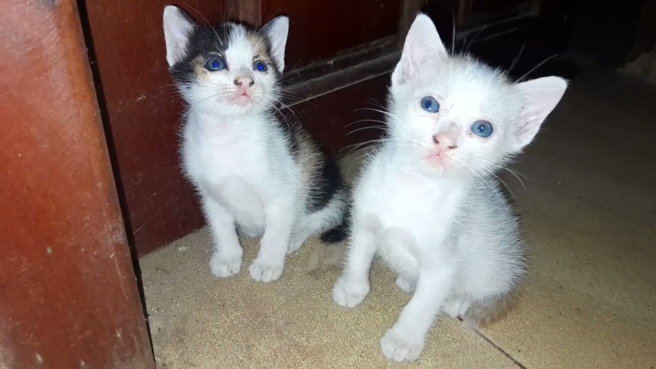 They are really cute, The little kittens are doing most beautiful 