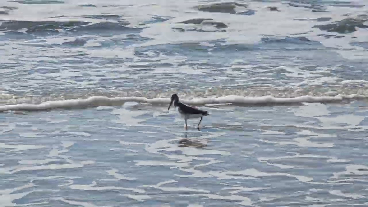 Scenic Willet playing on the Beach 