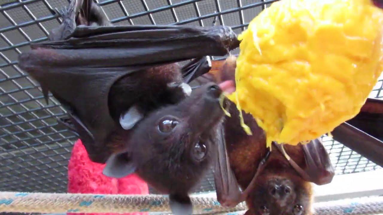 The Batty Christmas Mango Fandango
