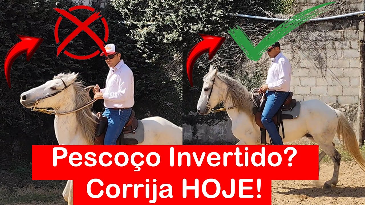 Cavalo com Pescoço Invertido? Corrija com Exercícios Simples (Passo a Passo)