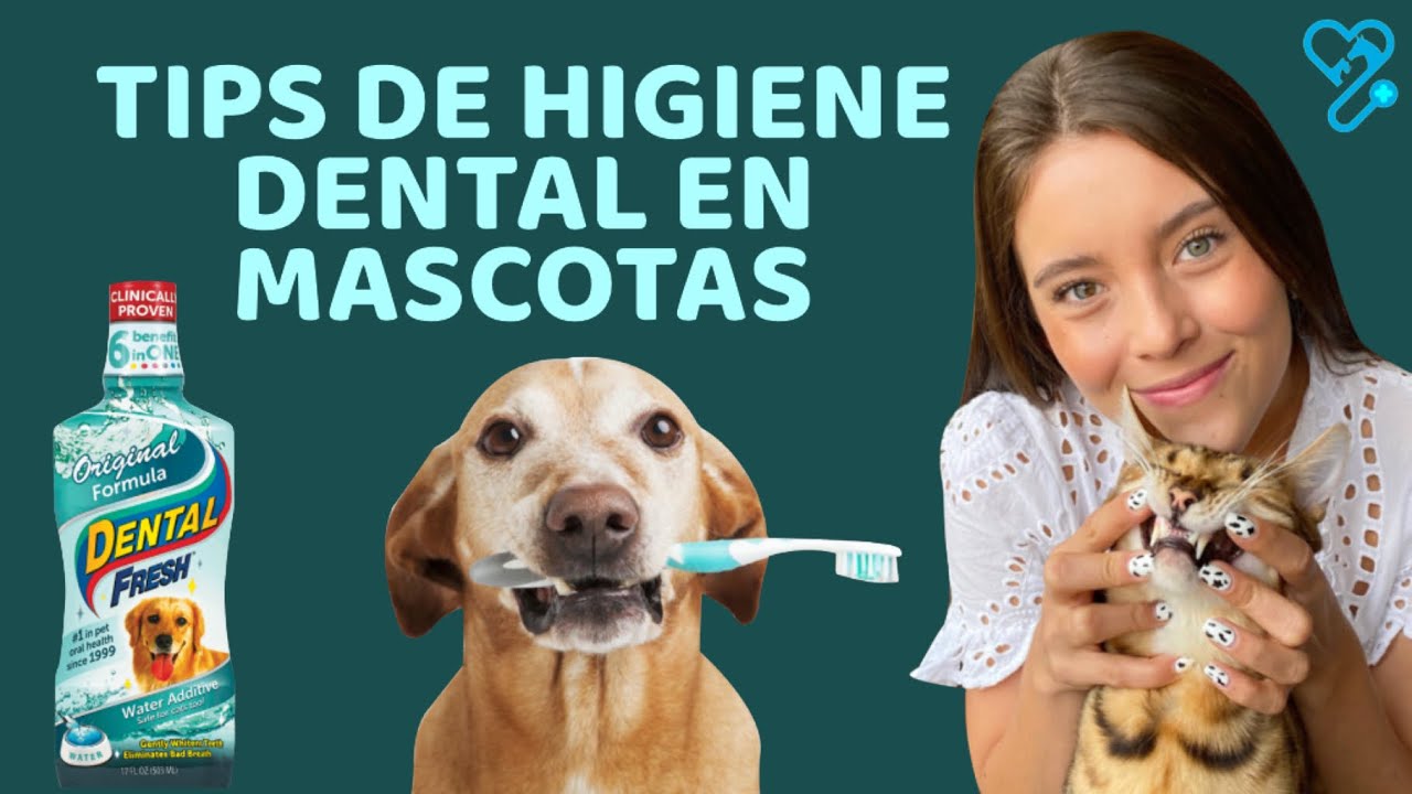 3 TIPS DE HIGIENE DENTAL EN MASCOTAS - Lauvet