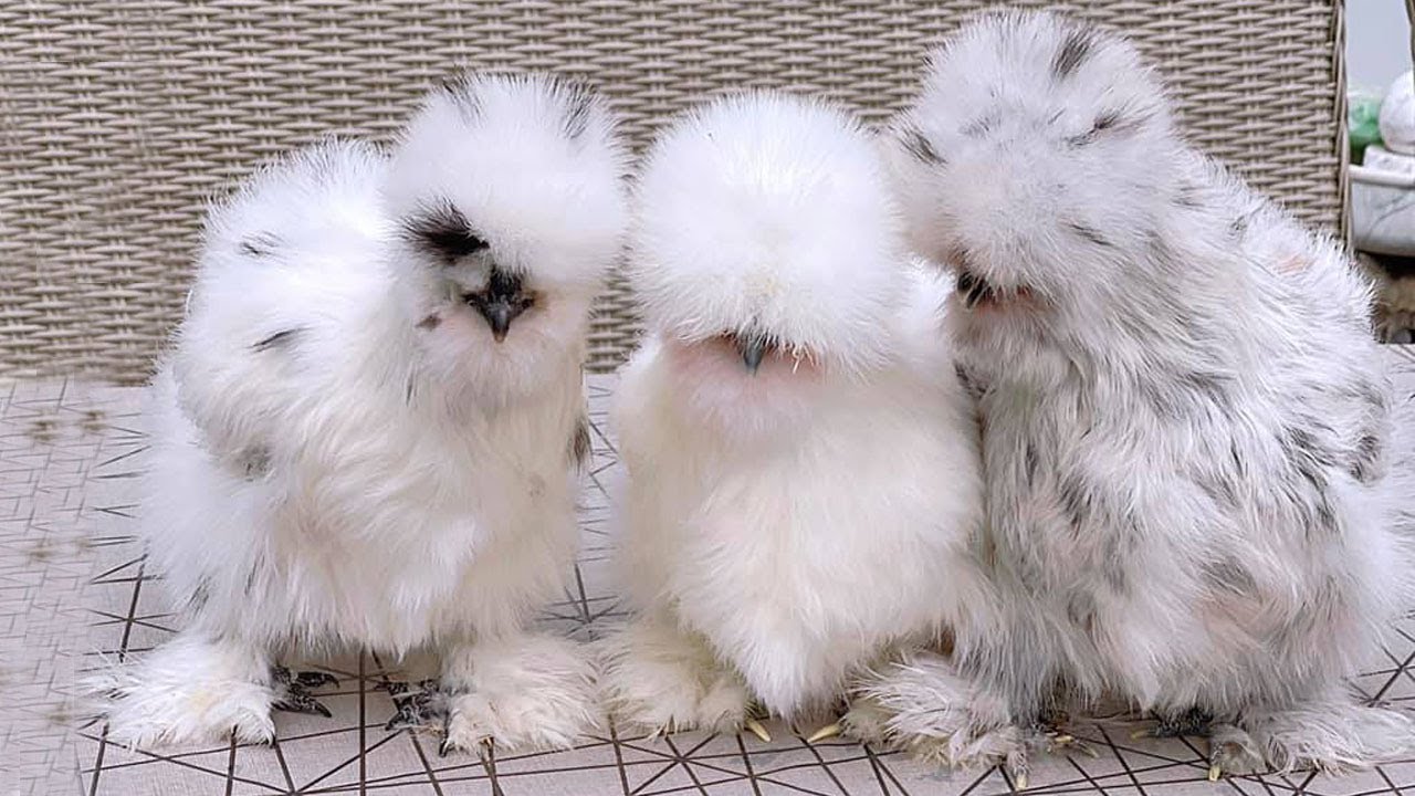 Cutest Silkie Chickens