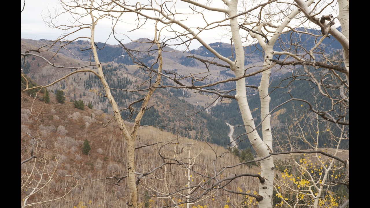 Autumn botanizing in the Wasatch
