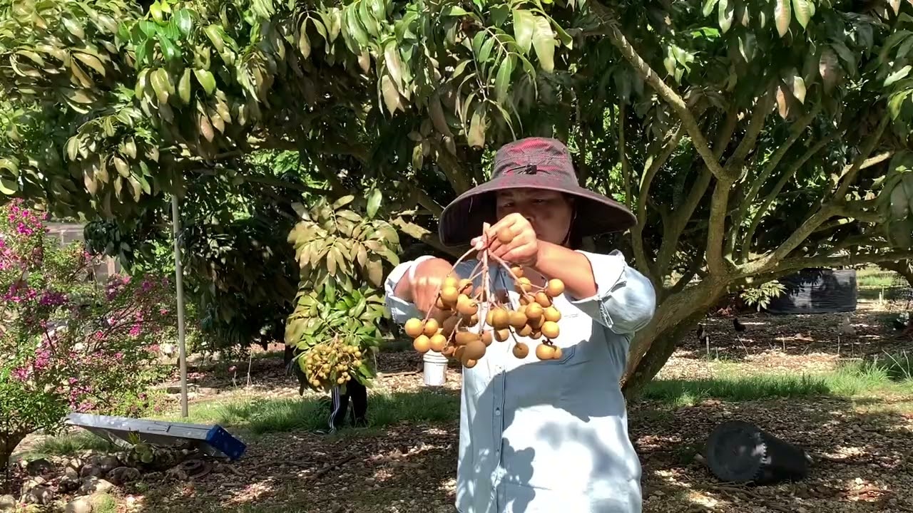 Open Preseason for Longan picking at MO&rsquo;s Tropical Fruits, Homestead, Florida