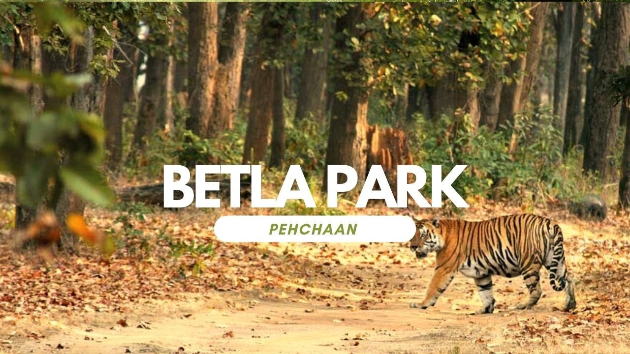 Betla National Park। Full Information | बेतला नेशनल पार्क | Exploring Jharkhand part 3