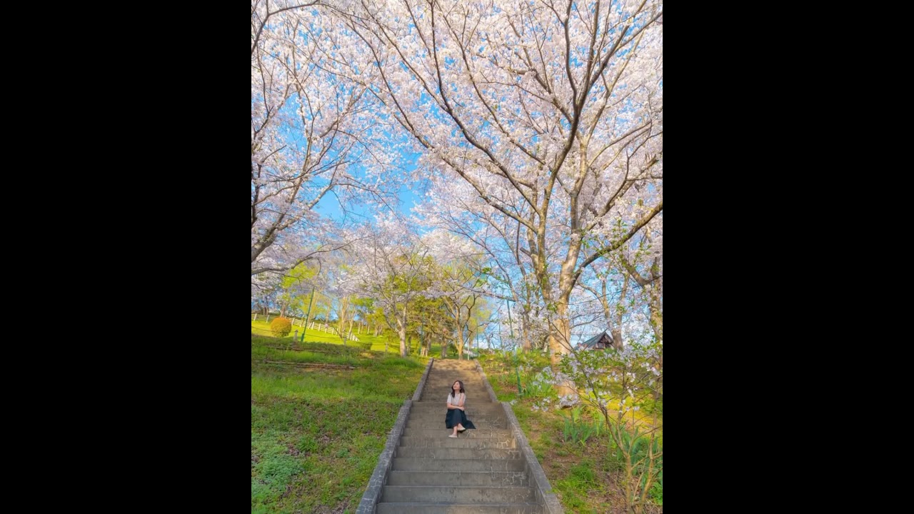 CHERRY BLOSSOM IN OKAYAMA JAPAN