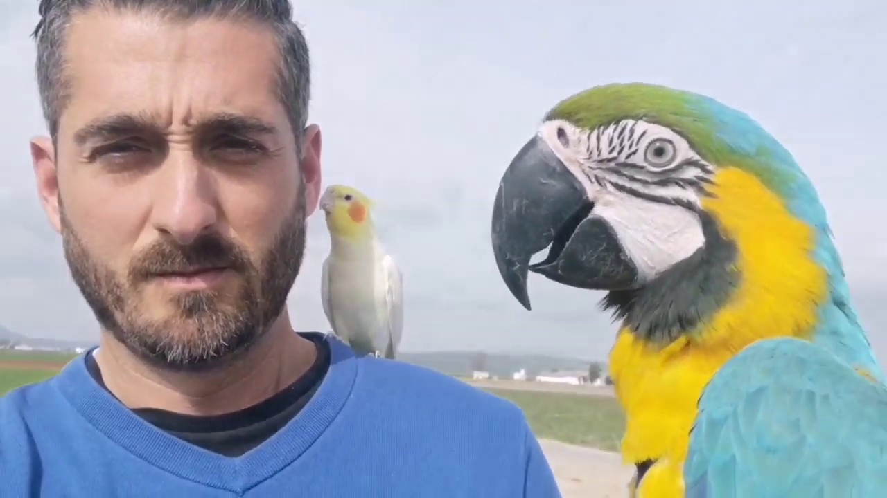 NINFA CAPITAN POLLITO (CANTANDO Y VOLANDO LIBRE EN SEGUIMIENTO)