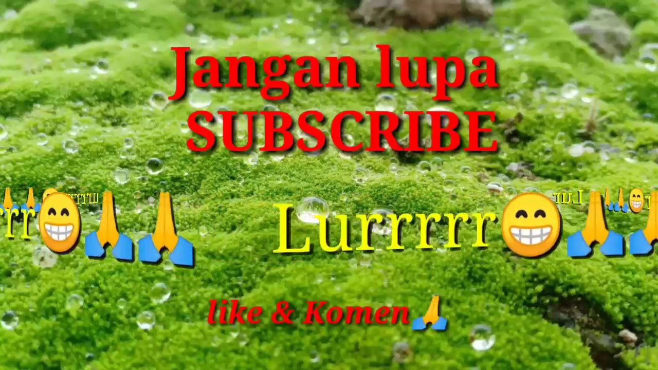 Ternak ayam boiler ,umur 24 hari