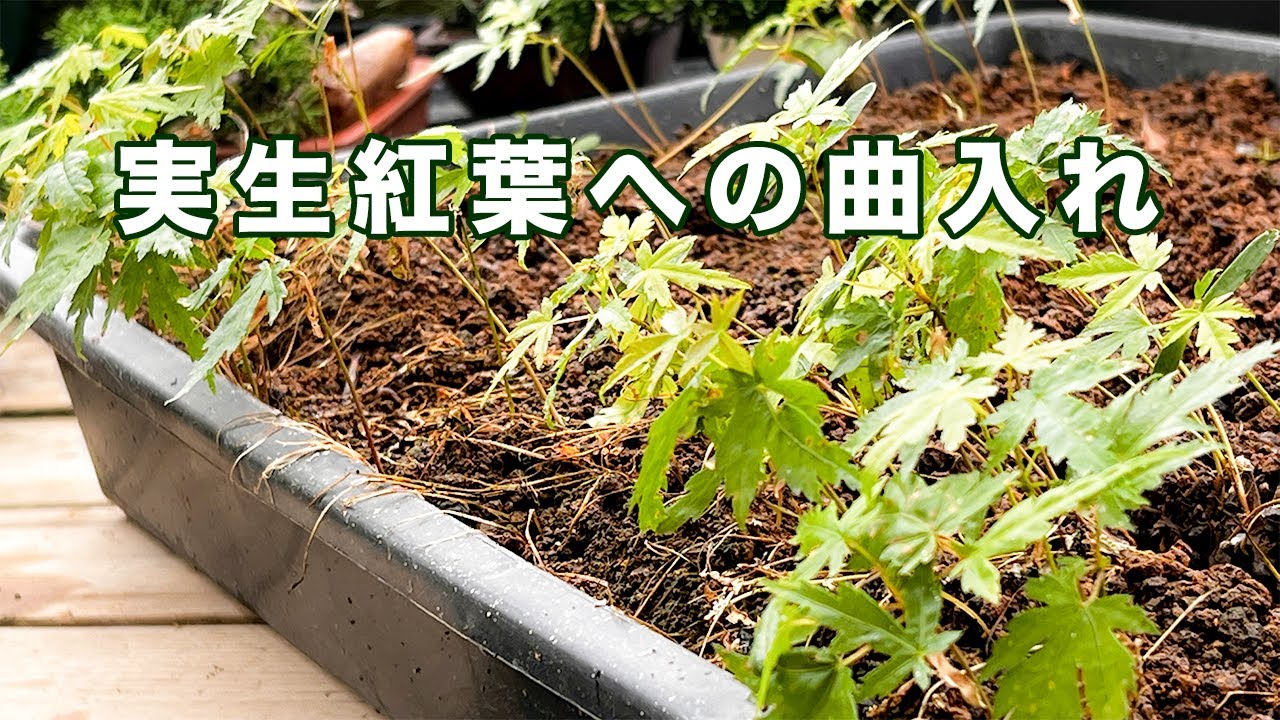 山もみじの実生苗に曲を入れて植え直す