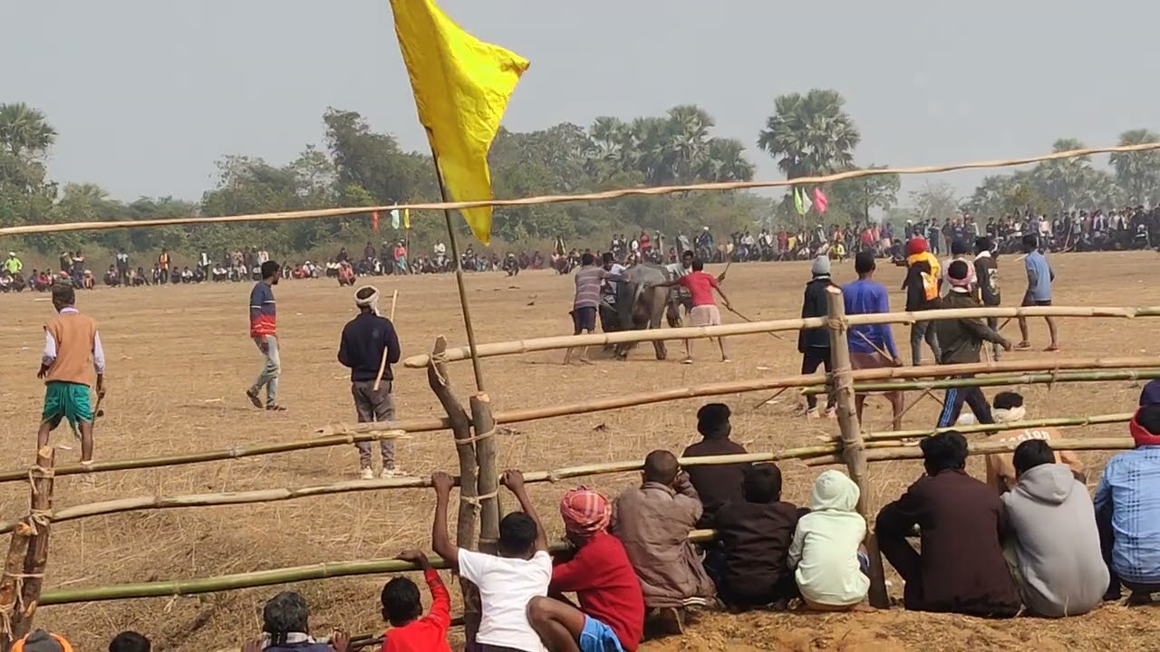 dibi kalhajhor vs khijurdangal