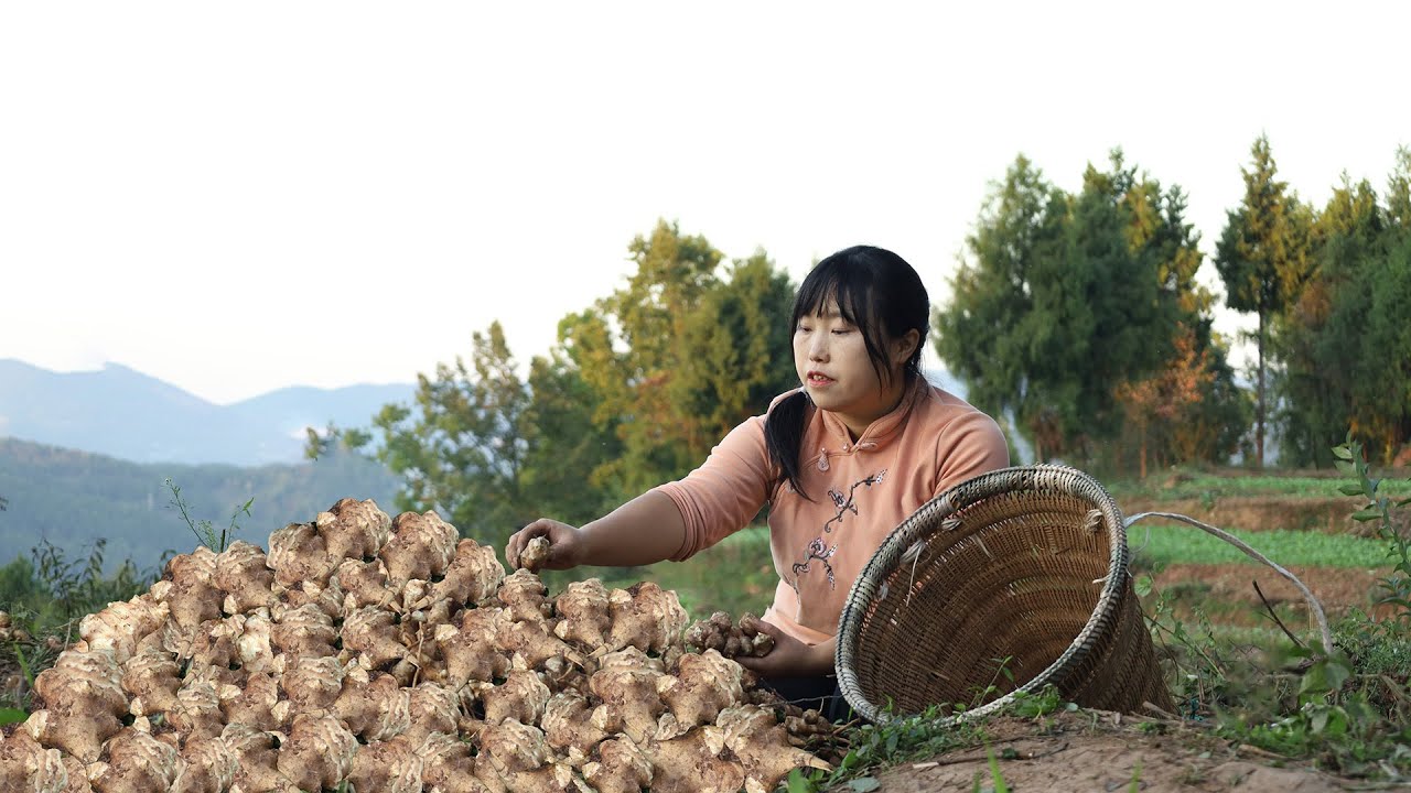 Jerusalem Artichoke 不經意種下的洋薑，醃製儲存起來，放一年都不會壞！【余小鄉】