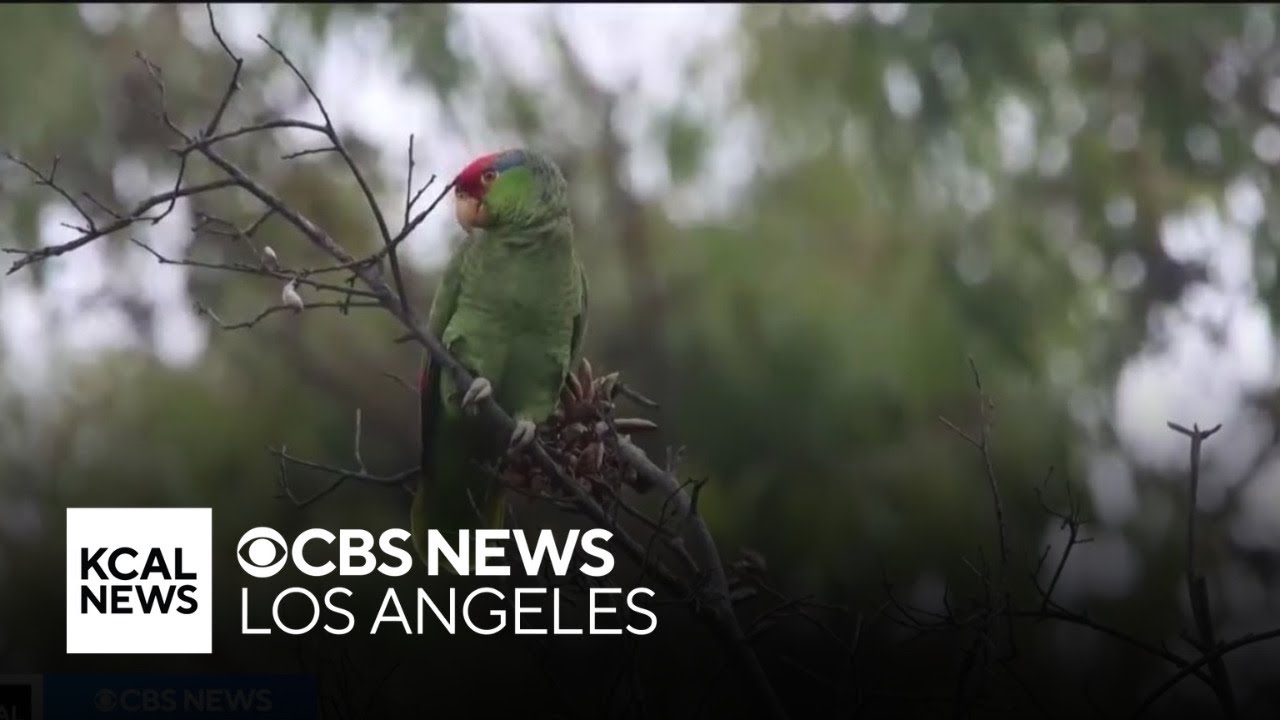 Wild parrots find new home in Southern California after nearly going extinct in Mexico