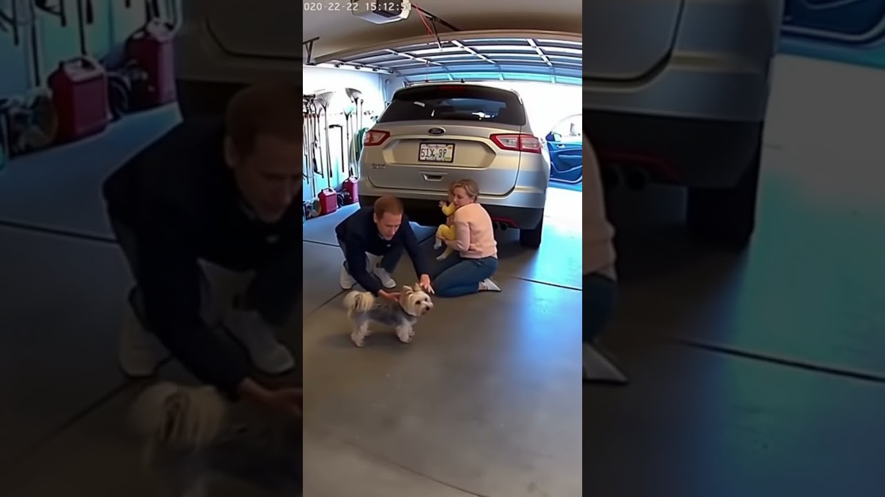 Dogs Save Babies From Falling Furniture – German Shepherds, Goldens, Boxers (Part 3)