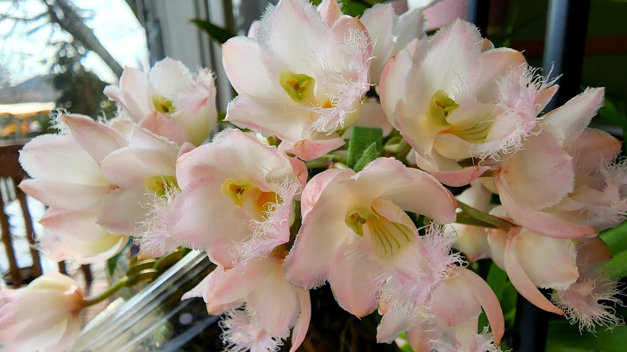 Sophie's Garden 迷你天鹅兰盛开中 Clowesia Rebecca Northen 'Mikabi'