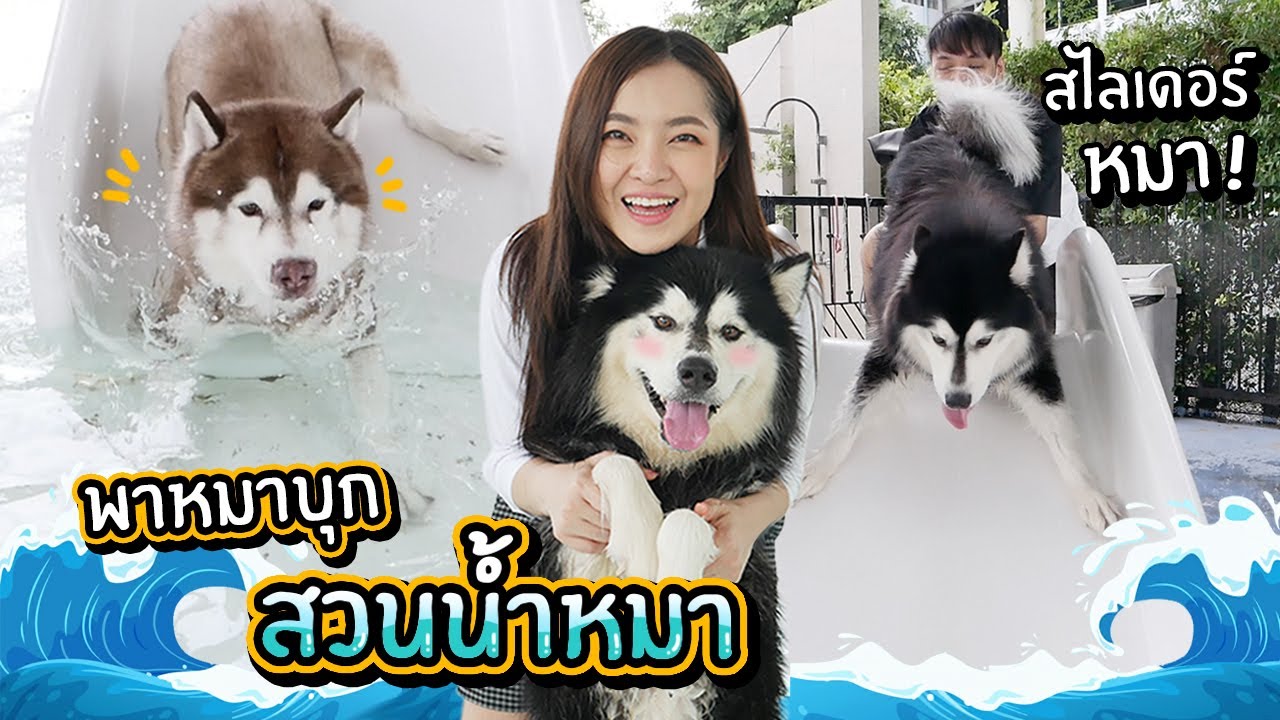 พาหมาสติแตกบุกสวนน้ำ สวนสนุกหมา เล่นสไลเดอร์หมา!