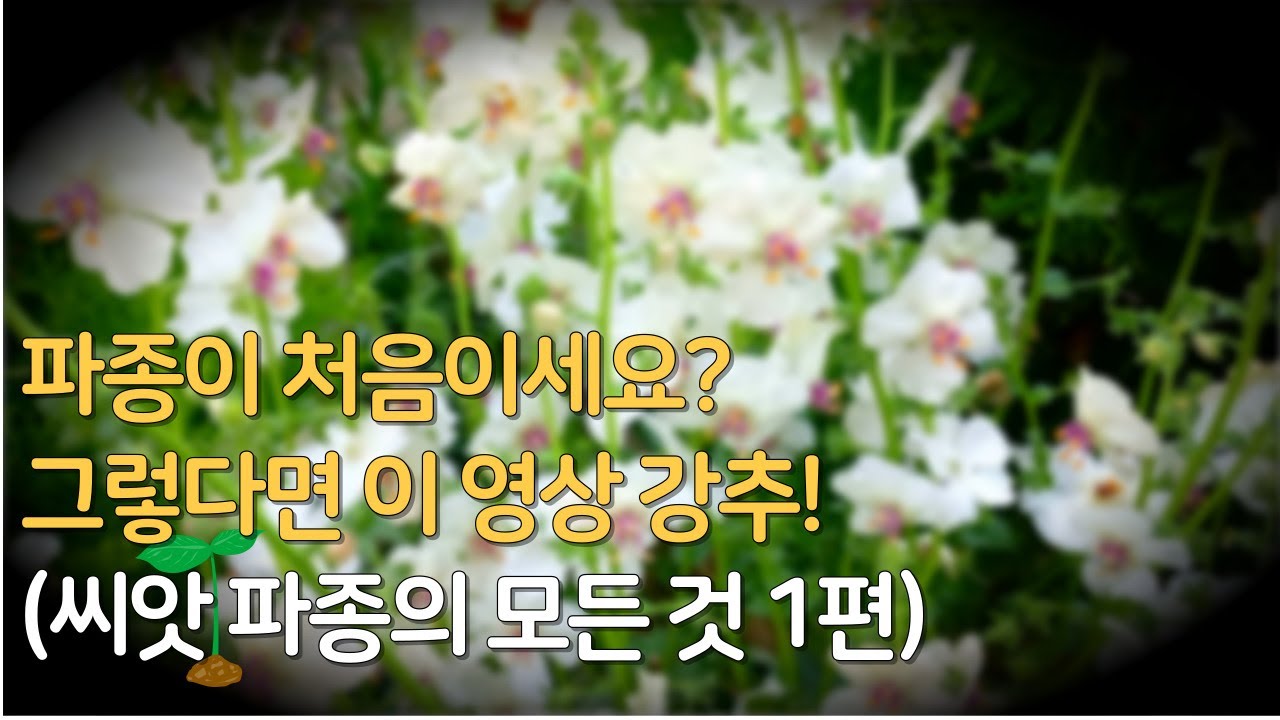 (씨앗 파종의 모든 것 1편)꽃씨 파종 - 소소한 것까지 자세히 알려드리는 영상/직파, 모종판, 포트 파종의 장단점/꽃씨 보관하는 방법/정원 가꾸기/꽃씨 파종 방법/씨앗파종/정원