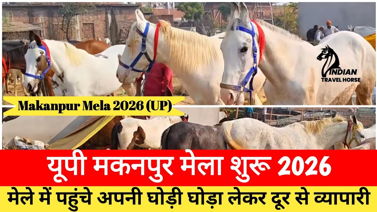 यूपी मकनपुर 2026 मेले में पहुंचे लेकर अपने व्यापारी घोड़ी घोड़ा दूर-दूर से Makanpur Mela 2026 (UP)