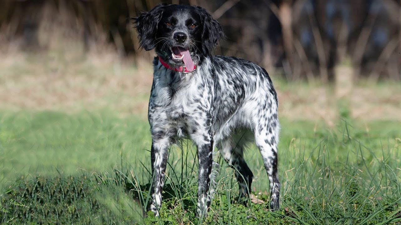 French Brittany: The Ultimate Hunting Dog. | Dog breed Facts