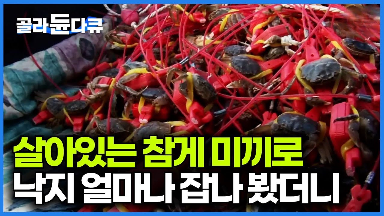참게로 낙지를 잡는 줄 몰랐다. 미끼값은 나올까 지켜봤더니｜극한직업｜#골라듄다큐